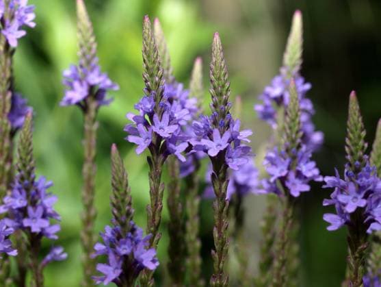 Verbena hastata Blue Spires Eisenkraut Copyright: xZoonar.com CharlottexRamederx 827448