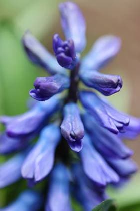 Natur 29.03.2023, Ostramondra, Bluete einer blauen Hyazinthe (Hyacinthus) *** Nature 29 03 2023, Ostramondra, blue flower of a blue hyacinth Hyacinthus