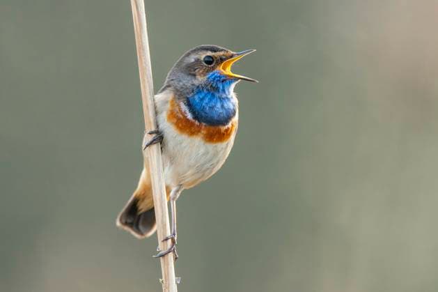 Creative Highlights World Blaukehlchen, Blau-Kehlchen (Luscinia svecica, Cyanosylvia svecia), sitzt an einem Schilfhalm und singt, Deutschland, Niedersachsen bluethroat (Luscinia svecica, Cyanosylvia svecia), sitting at reed, singing, Germany, Lower Saxony BLWS684660 *** bluethroat, Blue kehlchen Luscinia svecica, Cyanosylvia svecia , sits to a Reed stalk and sings, Germany, Lower Saxony Bluethroat Luscinia svecica, Cyanosylvia svecia , Sitting AT reed, sing, Germany, Lower Saxony BLWS684660 Copyright: xblickwinkel McPHOTO W.xRolfesx