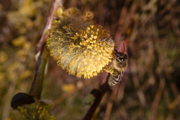 28.03.2023, Berlin, GER - Honigbiene sammelt Pollen auf einem bluehenden Weidenkaetzchen der Salweide. (Apis mellifera, aufgeblueht, aussen, Aussenaufnahme, Berlin, Biene, Biologie, bluehen, bluehend, Bluete, Bluetenstand, Bluetenstempel, Botanik, botanisch, deutsch, Deutschland, Europa, europaeisch, Europaeische Honigbiene, Fauna, Flora, Fluginsekt, Fruehjahr, Fruehling, Gewaechs, Gliederfuesser, Insekt, Jahreszeit, Kaetzchenweide, Natur, niemand, Palmweide, Pflanze, Pollen, QF, Querformat, Salix caprea, Salweide, Stempel, Tier, Tierreich, Tierwelt, Weidengewaechs, Weidenkaetzchen, Westeuropa, Wirbellose) 230328D119BERLIN.JPG *** 28 03 2023, Berlin, GER Honey bee collecting pollen on a flowering willow Apis mellifera, blooming, outside, e
