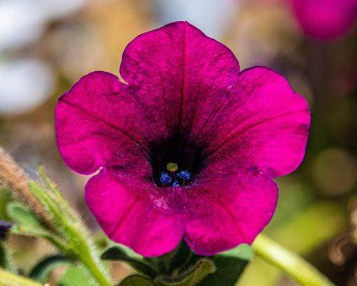 RECORD DATE NOT STATED A closeup of a purple surfinia flower in a garden *** einer closeupe des einer lila surfinia Blume ÊIn einer Garten 15364289