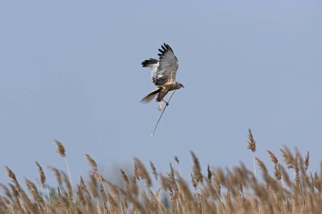 Creative Highlights World Rohrweihe (Circus aeruginosus), Männchen im Flug, trägt Ast zum Nestbau, Österreich, Europa *** Marsh harrier Circus aeruginosus , Male at Flight, carries Ast to nesting, Austria, Europe Copyright: imageBROKER/alimdix/xArterra ibltsm09152939.jpg