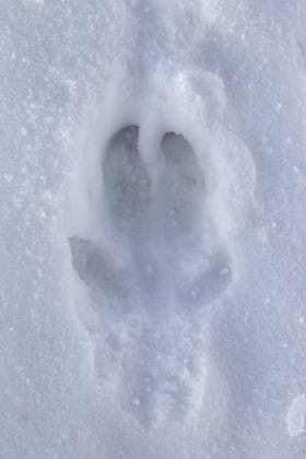 Creative Highlights World Wildschwein (Sus scrofa) Fährte im Schnee im Winter, Deutschland, Europa *** Wild boar Sus scrofa Trail at Snow at Winter, Germany, Europe Copyright: imageBROKER/alimdix/xArterra ibltsm09153295.jpg