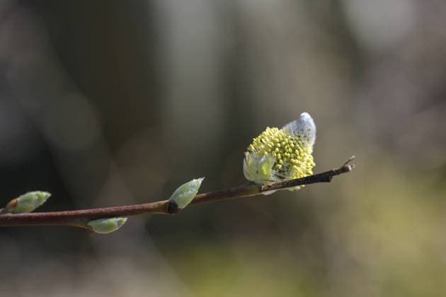 Willow catkin with yellow pollen on a twig, beautiful in nature but can cause allergy, copy space, selected focus Willow catkin with yellow pollen on a twig, beautiful in nature but can cause allergy, copy space, selected focus, narrow depth of field Copyright: xZoonar.com MARENxWINTERx 19275982