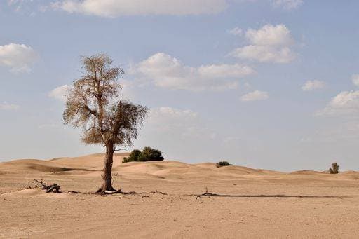 RECORD DATE NOT STATED A scenic view of single tree in large desert landscape with sand dunes under blue cloudy sky *** einer landschaftlich Ansicht des einzelnes Baum ÊIn großformatig Wüste Landschaft mit sandigen Dünen unterhalb Blau wolkig Himmel 15886538