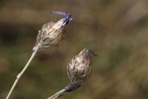RECORD DATE NOT STATED A macro shot of buds of cupid s-dart *** einer Makro erschossen des Knospen des cupid S&P Wurfpfeil 15889052
