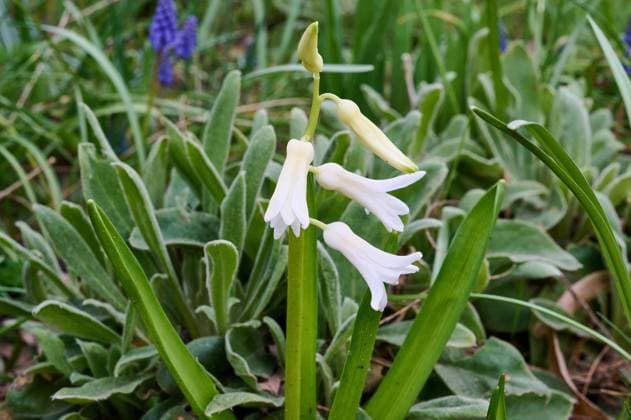 Natur Weiße Gemeine Hyazinthe Weiße Gemeine Hyazinthe, Gartenhyazinthe (Hyacinthus orientalis). Die Bluetezeit beginnt ab Ende Maerz und reicht bis Ende April. 2.4.2023, *** Nature White Common Hyacinth White common hyacinth, garden hyacinth Hyacinthus orientalis The flowering period begins from the end of March and lasts until the end of April 2 4 2023,