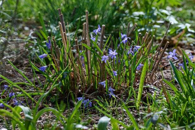 Natur Blaustern Zweiblaettrige Blausterne (Scilla bifolia) bluehen auf einer Blumenwiese. 2.4.2023, *** Nature bluestem Two-leaved bluestem Scilla bifolia blossom in a flower meadow 2 4 2023,