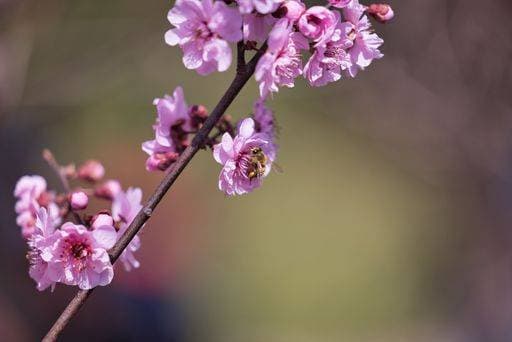 RECORD DATE NOT STATED A closeup of a bumblebee pollinating a cherry flower blooming on a tree *** einer closeupe des einer bumblebee bestäubendes einer Kirsche Blume bluehend am einer Baum 16074550