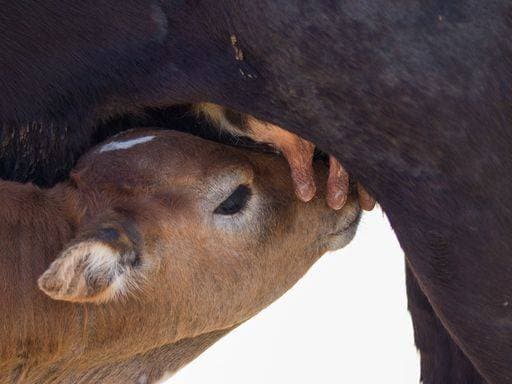RECORD DATE NOT STATED A close up shot of a brown calf (Bos taurus) drinking milk from its mother *** einer schließen Aufwärts erschossen des einer braune Kaelbchen Bos Stier trinkend Milch von seiner Mutter 16163683