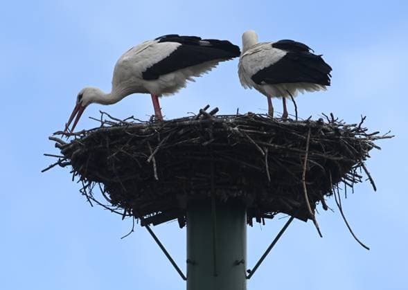 Entertainment Themen der Woche KW14 Breeding pair of white storks (Ciconia ciconia) nesting on a chimney in Hranice, Czech Republic, April 3, 2023. (CTKxPhoto LudekxPerina) CTKPhotoP2023040304925  CTKPhotoP2023040304925