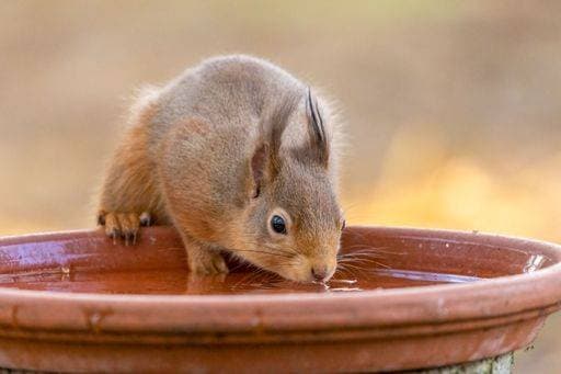 RECORD DATE NOT STATED A closeup of a red squirrel drinking water from clay pot in the park *** einer closeupe des einer Roter Eichhörnchen trinkend Wasser von Lehm Topf ÊIn der parkähnliche 16393356