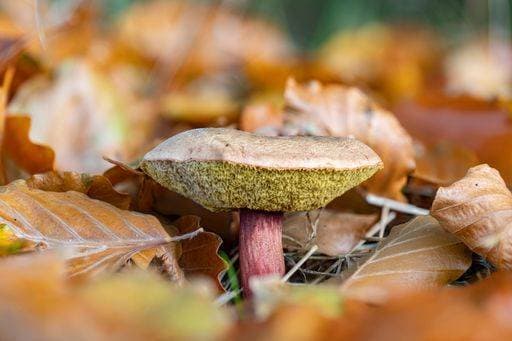 IMAGO Creative: Herbst, Kulinarische Klassiker RECORD DATE NOT STATED Closeup of a red cracking bolete mushroom (Xerocomellus chrysenteron). An edible mushroom, but inferior in taste. *** closeupe des einer Roter Knacken bolete Champignon Xerocomellus chrysenteron An&Verkauf eßbar mushroom, aber unterlegenen ÊIn Geschmack 10405998