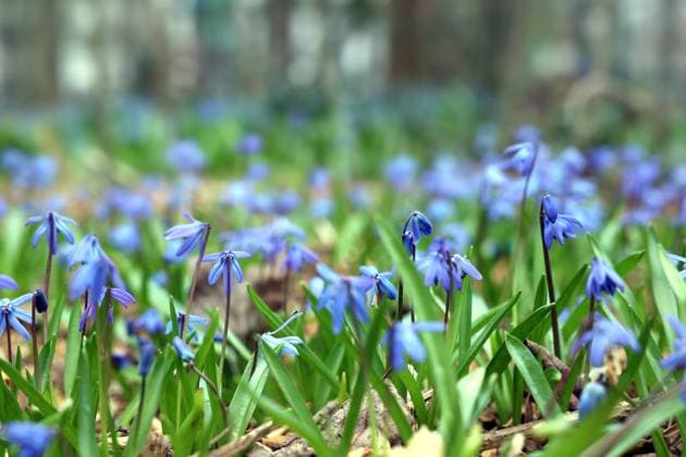23.03.2023, Berlin - Deutschland. Der Frühling ist da, die Blausternchen wachsen überall. *** 23 03 2023, Berlin Germany Spring is here, the blue stars are growing everywhere