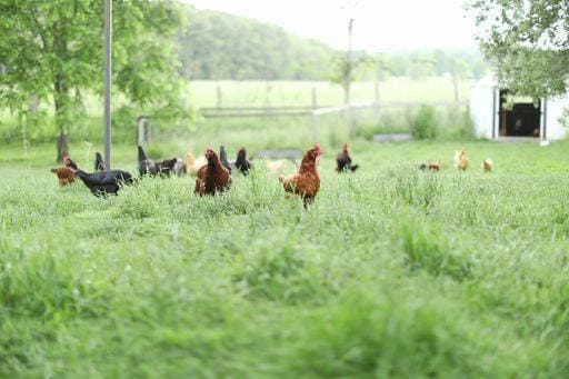 IMAGO Creative, Biodynamische Landwirtschaft RECORD DATE NOT STATED A beautiful shot of a flock of domestic chickens on a green farm clearing *** einer Schönes erschossen des einer flock des häusliches Hühner am einer Grün Hof räumend 16837016