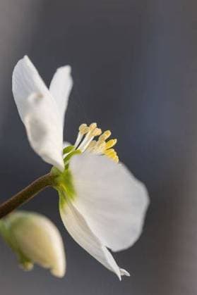 RECORD DATE NOT STATED close-up of a white Christmas rose (hellebores niger) in the sun in front of a gray blurred background *** schließen Aufwärts des einer weiß Weihnachten Hagebuttenschalen hellebores Nigers ÊIn der Sonne ÊIn vorne des einer graüm unscharf Hintergrund 16985099
