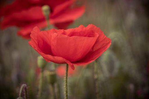 RECORD DATE NOT STATED A selective focus of common poppy rose in the garden *** einer selektive Fokus des Gemeine Mohnblume Hagebuttenschalen ÊIn der Garten 16987475