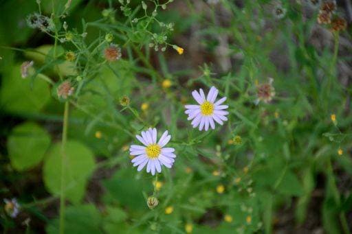 RECORD DATE NOT STATED A closeup of two Kalimeris indica flowers *** einer closeupe des Zwei Kalimeris indica Blumen 17225354