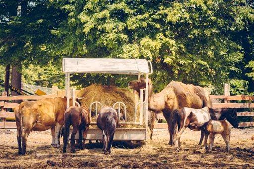 IMAGO Creative, Biodynamische Landwirtschaft RECORD DATE NOT STATED a herd of cattle eating hay from a feeder in a fenced area *** einer Herde des Rinder essender Heu von einer FUTTERER ÊIn einer eingezäunt Bereich 17259131