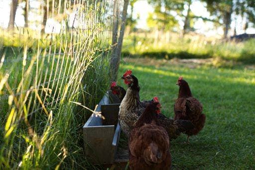 IMAGO Creative, Biodynamische Landwirtschaft RECORD DATE NOT STATED A flock of chickens grazing and eating from a wooden feeder on a grassy rural farm field *** einer flock des Hühner grasend und essender von einer hölzern FUTTERER am einer grasig ländlich Hof Feld 17305800