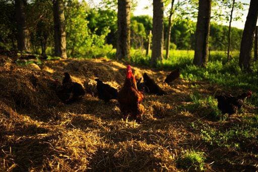 IMAGO Creative, Biodynamische Landwirtschaft RECORD DATE NOT STATED A closeup of Chickens on a farm on a sunny day *** einer closeupe des Hühner am einer Hof am einer sonnig Tag 17321159