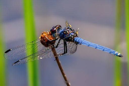 RECORD DATE NOT STATED A closeup of a dragonfly standing on a flowering plant stem against a blurred background *** einer closeupe des einer Libelle stehend am einer Blühende Pflanze Stiel gegen einer unscharf Hintergrund 17357167