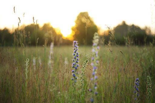 RECORD DATE NOT STATED A selective focus of common bruise (Echium vulgare) plants in a field at sunset *** einer selektive Fokus des Gemeine Prellung Echium vulgare Pflanzen ÊIn einer Feld im Sonnenuntergang 17654861