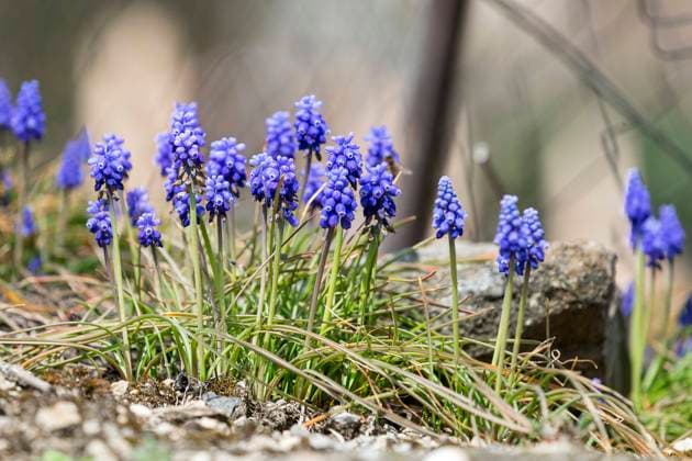 Traubenhyazinthen, Muscari *** grape hyacinths, Muscari 1065530660