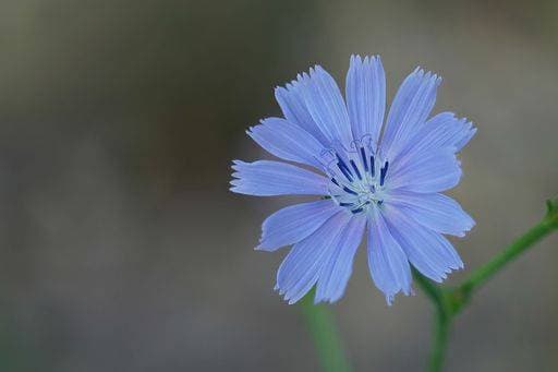 RECORD DATE NOT STATED Natural closeup on the bright blue flower of the wild cichory , Cichorium intybus in the field *** natürliche closeupe am der Hell Blau Blume des der wilde cichory , Cichorium intybus ÊIn der Feld 17898850