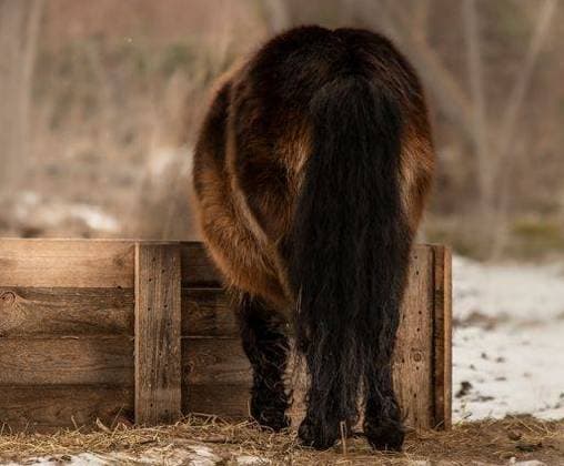 RECORD DATE NOT STATED Rear view of chestnut horse eating from wooden feeder box on snowy farm *** hintere Ansicht des Kastanie Pferd essender von hölzern FUTTERER Schachtel am Verschneite Hof 17905738