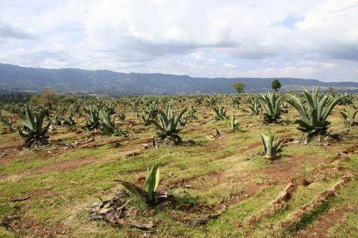 RECORD DATE NOT STATED A field of agave plantation under the beautiful cloudy sky *** einer Feld des Agaven Plantage unterhalb der Schönes wolkig Himmel 179455