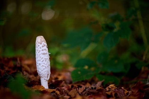 Schopftintling im Teutoburger Wald Schopftintling im Teutoburger Wald Copyright: xZoonar.com OlafxJuergensx 19615846