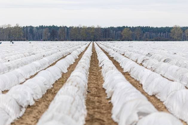 Ein noch nicht geerntetes Spargelfeld am 07. April 2023 bei Luckenwalde in der Nähe von Beelitz in Brandenburg. Spargelfeld in Brandeburg *** A not yet harvested asparagus field on 07 April 2023 near Luckenwalde near Beelitz in Brandenburg Asparagus field in Brandeburg