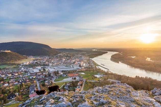 sheep on hill Braunsberg, view to old town of Hainburg, Castle Ruin on Schlossberg, river Donau (Danube) and Nationalpark Donau-Auen (Danube-Auen National Park) Hainburg an der Donau Niederösterreich, Lower Austria Austria Donau