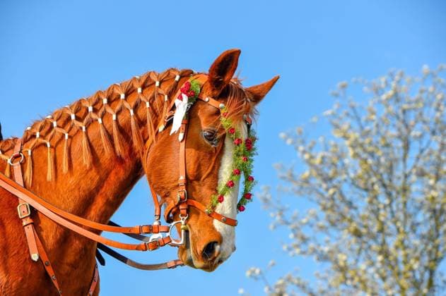 News Bilder des Tages Ralbitz-Rosenthal - Sorbischer Brauch: Osterreiter verkünden Auferstehung Ralbitz-Rosenthal 09.04.2023 gegen 09:15 Uhr Fotograf: LausitzNews Toni Lehder Die Tradition des Osterreitens wird in der Lausitz seit vielen Jahrhunderten gepflegt. In 9 verschiedenen Prozessionen machen sich wieder hunderte Reiter mit geschmückten Pferden auf den Weg, um die Botschaft der Auferstehung Christi ins Land hinaus zu tragen. In Ralbitz-Rosenthal machten sich am Morgen gegen 9:15 Uhr weit über 100 Reiter auf den Weg nach Wittichenau. Tausende Gäste reisten an und beobachteten das Spektakel in dem kleinen sorbischen Dorf. Ralbitz-Rosenthal Sachsen Deutschland *** Ralbitz Rosenthal Sorbian custom Easter riders proclaim resurrection Ralbitz Rosenthal Copyright: xLausitzNews.de TonixLehderx
