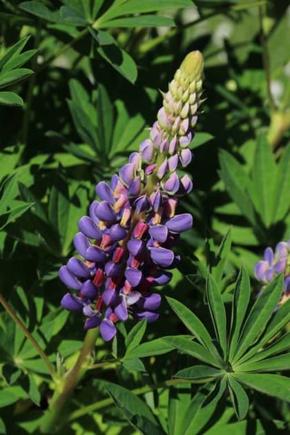 Purple lupin growing in Switzerland. Purple lupin growing in Switzerland. Copyright: xZoonar.com UrsulaxPerretenx 19770766