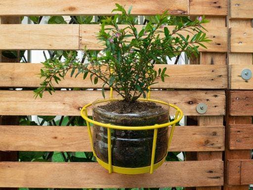 RECORD DATE NOT STATED False, Mexican, Hawaiian Heather or Elfin Herb (Cuphea hyssopifolia), the Plant is in the Yellow Pot Hanging the Wooden Pallet Background *** False, Mexican, Hawaiianische Heidekraut Oder elfenhaft Kraut Cuphea hyssopifolia , der Pflanze ist ÊIn der Gelb Topf hängend der hölzern Palette Hintergrund 1811818