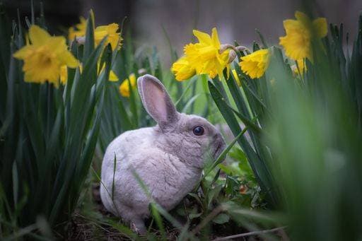RECORD DATE NOT STATED Grey rabbit hiding in a garden of yellow daffodils *** grau Hase versteckende ÊIn einer Garten des Gelb Narzissen 10476846