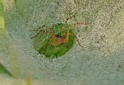 Creative Highlights World RECORD DATE NOT STATED A closeup shot of a anyphaenid sac spider standing in its web bubbles on a tree leaf *** einer closeupe erschossen des einer anyphaenid sac Spinne stehend ÊIn seiner Webs Bläschen am einer Baum Laubblatt 10009662