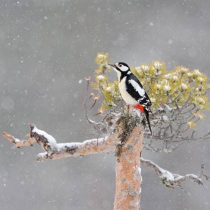 Great Spotted Woodpecker Buntspecht ( Dendrocopos major ) perched on top of a pine tree in winter, falling snow, wildlife, Europe. Südschweden Schweden, Skandinavien, Nordeuropa