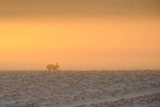 stimmungsvoll... Feldhase ( Lepus europaeus ) läuft im frühen Gegenlicht über einen schneebedeckten Acker *** Brown Hare European Hare Feldhase ( Lepus europaeus ) running over snow covered farmland, early in the morning, moody backlit, wildlife, Europe. Nordrhein-Westfalen Deutschland, Westeuropa