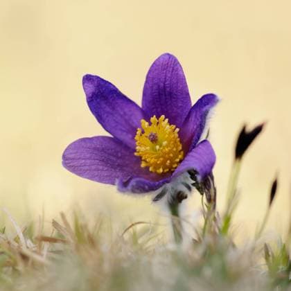 Frühblüher... Gewöhnliche Kuhschellen Küchenschellen ( Pulsatilla vulgaris ) zeigen den kommenden Frühling an *** Common Pasque Flower ( Pulsatilla vulgaris ) growing on calcareous low-nutrient meadow, wild flower, spring ephemeral, Europe. Nordrhein-Westfalen Deutschland, Westeuropa