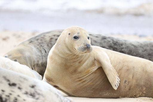 Creative Highlights World RECORD DATE NOT STATED A closeup of grey seals (Halichoerus grypus) on the Horsey beach, England *** einer closeupe des grau Robben Halichoerus grypus am der Horsey beach, Englands 10278611