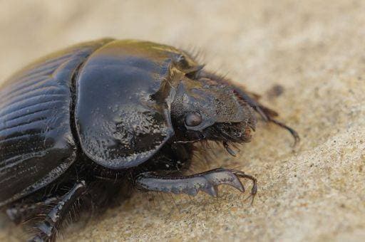 RECORD DATE NOT STATED A closeup of a minotaur beetle (Typhaeus typhoeus) *** einer closeupe des einer Minotaurus Käferart Typhaeus typhöus 10383896