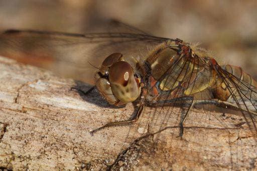 RECORD DATE NOT STATED A closeup of Common darter dragonfly on wooden surface *** einer closeupe des Gemeine Schlangenhalsvogel Libelle am hölzern Oberfläche 10397128