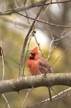 Creative Highlights World RECORD DATE NOT STATED A red cardinal bird perched on a branch *** einer Roter Kardinal Voegelchen perched am einer Zweig 10410300