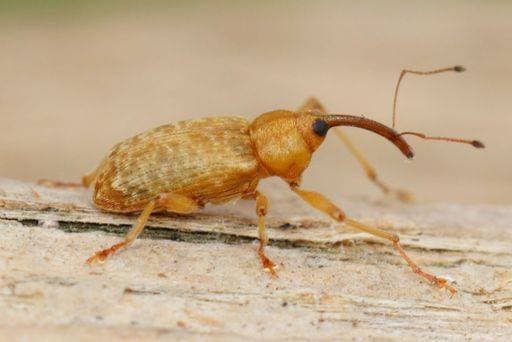 Creative Highlights World RECORD DATE NOT STATED A close-up of a Dorytomus weevil beetle on a blurred background *** einer schließen Aufwärts des einer Dorytomus weevil Käferart am einer unscharf Hintergrund 10418406