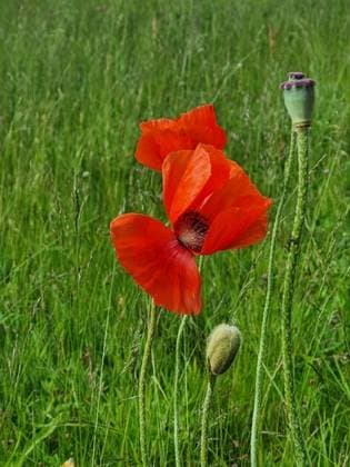 RECORD DATE NOT STATED A beautiful Common poppy in a green field *** einer Schönes Gemeine Mohnblume ÊIn einer Grün Feld 10536352