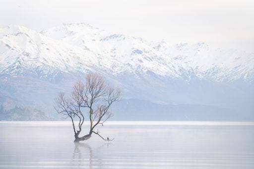 RECORD DATE NOT STATED A single tree in the Lake Wanaka with the mountains covered by snow in the background. *** einer einzelnes Baum ÊIn der See Wanaka mit der Gebirge Gedeckter indem Schnee ÊIn der Hintergrund 10590308