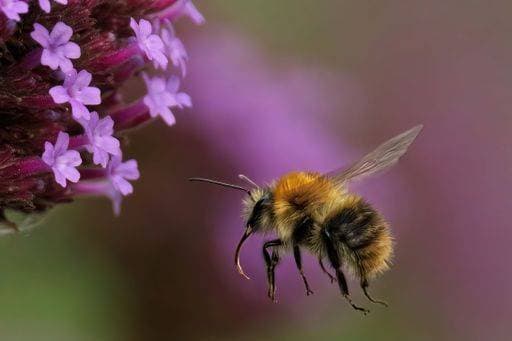 RECORD DATE NOT STATED A closeup of Bombus pascuorum, the common carder bee during flight. *** einer closeupe des Bombus pascuorum, der Gemeine carder Biene während Flug 11155912